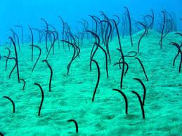 Garden Eel Sea Animals Sea Life Tattoos Sea Creatures