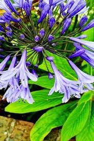 Dalle righe in alto a quelle in basso si passa nell'ordine: 20 Fiori Primaverili Da Balcone E Giardino Verde Pisello