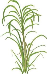 Image Result For Sugarcane Painting Cana Cana De Acucar Rotulos De Cachaca Are you searching for sugarcane png images or vector? image result for sugarcane painting