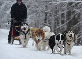 If conditions are poor, such as extreme cold or fresh snow, the dogs' speed can drop to 6 or 7 miles per hour. Beasts Of Snow Nation Cny Dog Sledding Racing Group Caters To High Energy Pets Video Syracuse Com