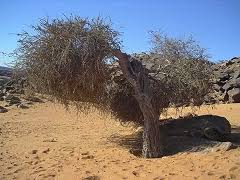 Image result for Maerua parvifolia