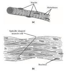 Maybe you would like to learn more about one of these? Smooth Muscle Diagram Ncert Notes Of Ch 6 Animal Tissues Class 9th Science Furthermore The Arrangement Of Actin And Myosin In Vsm Is Not Organized Into Distinct Bands As It