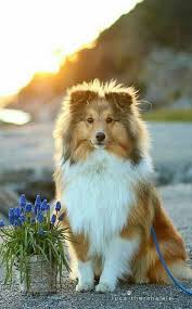 What A Sweetie Hunde Fotos Hunde Babys Hundefotos