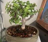Just starting my Bonsai journey. Inspired by Meehan's ...