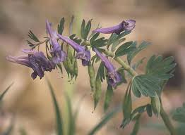Image result for Corydalis mildbraedii