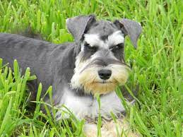 We strive to provide the best quality schnauzer puppies, with the finest super coats, beautiful colors, loving and sweet temperaments! Neon Breathtaking Black And Silver Miniature Schnauzer Black And Silver Miniature Schnauzer Miniature Schnauzer Schnauzer