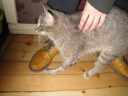 When we think of a cat broken leg, excruciating pain, discomfort and panic are the feelings that usually come to mind. Siggi The Cat Or Born Lucky Animal Rescue Sofia