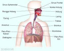 Pengambilan udara secara langsung dapat dilakukan oleh permukaan. Sistem Pernapasan Pada Manusia Lengkap Organ Pernapasan Fungsi Jenis Proses Dan Gambar Markijar Com