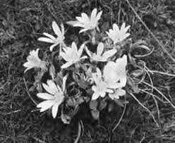 Image result for Duosperma fanshawei