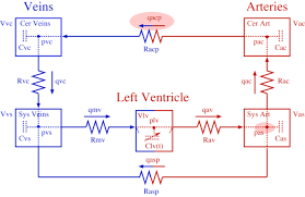 When you are finished, turn on show electron dot diagram and check your answers. Circuit Quizlet What Is The Pulmonary Circuit Quizlet