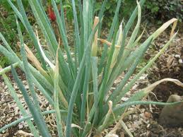Image result for Onion Thrips