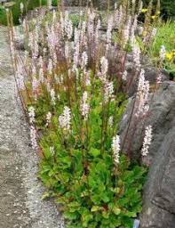 Image result for Bersama swynnertonii