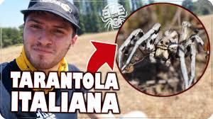 Tarantola bus castellammare del golfo noleggio autobus autolinee mini bus. Ho Trovato La Vera Tarantola Italiana Lycosa Tarantula Zoo Skin Youtube