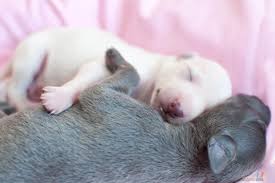 See full list on italiangreyhoundbreeders.com Italian Sighthound Puppy Ig Puppies Italian Greyhound Puppy Silvento