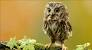 Owl Clipart
