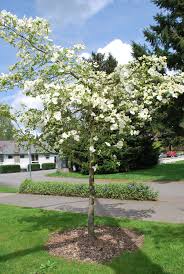 Each species brings its own value to the landscape. Transplanting Dogwoods When And How To Transplant A Dogwood Tree