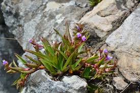 Image result for Cyanotis lanata