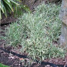 Image result for Pleioblastus fortunei