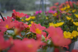 This could be cow's manure or mix that is available in the roses grown from seed will not look like the parents who produced the seed; Purslane Portulaca Oleracea Care And Information Crazy Plants Crazy Critters