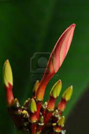 Closeup Of A Group Of Plumeria Flower Buds Flower Bud Plumeria Flowers