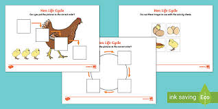 Other resources found at little owls resources include: Chicken Life Cycle Eyfs Science Resources Lesson Plans