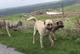 See more of armenian gampr dogs or armenian wolfhounds on facebook. Armenian Gampr Dog Peopleofar
