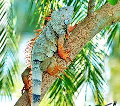 Iguana Iguana Pet Iguana Reptiles Pet