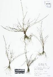 Image result for Hainardia