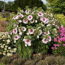 Image result for Hibiscus pusillus