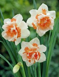Narcissus Replete Daffodil Daffodil Flower Flower Seeds Spring Flowers