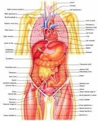 Two female reproductive organs located in the pelvis. Detailed Female Anatomy Drawing Novocom Top