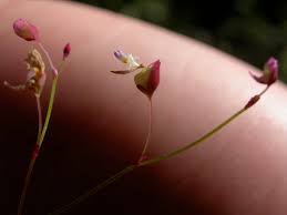 Image result for Utricularia striatula