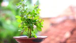 How To Care Tulsi Or Basil Plants In Summer, Easy Tips