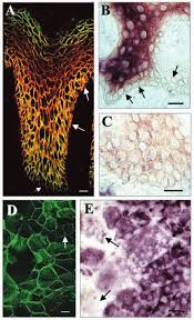 This skin diagram lists all the important parts of human skin, including the dermis, epidermis, hypodermis, sweat pore, hair shaft, pigment layer, nerve fiber, dermal papilla and others. Diversity Of Dp Expression In Human Palm Keratinocytes Both In Vivo And Download Scientific Diagram