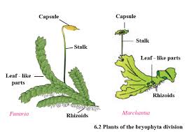 Classification and regression andy law random forest algorithm it works well when data has missing value or has not been shall well. Msbshse Class 9 Science Chapter 6 Classification Of Plants Solutions Download