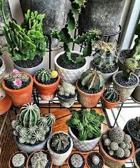 Home Decoration Potted Plants Cactus Plant Decoration Living Room Study Shelf Courtyard Decoration Cactus Cactus Plants Cactus House Plants Cactus Garden