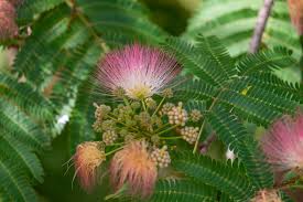 Image result for Calliandra tweedii
