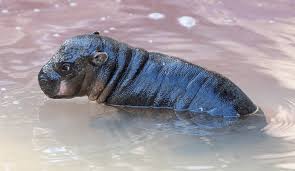 Check out our hippo baby selection for the very best in unique or custom, handmade pieces from our baby & toddler toys shops. Florida Zoo Got A Baby Pygmy Hippopotamus For Christmas The Delite