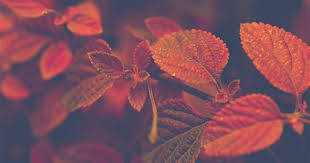 Kalau tanaman hias bunga menonjolkan keindahan bunganya, maka tanaman hias daun menonjolkan. 7 Jenis Tanaman Hias Berdaun Merah Popmama Com