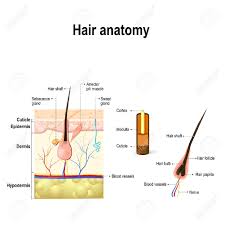 396 x 407 photo description: Human Hair Anatomy Diagram Of A Hair Follicle And Cross Section Royalty Free Cliparts Vectors And Stock Illustration Image 69363580