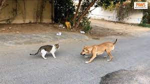 A way to prosper pakistan. Pakistan Animal Welfare Society Paws Home Facebook