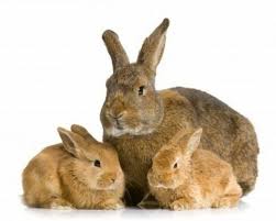 .dessin printemps enfant, dessin lapin de paques, dessin lapin couleur, dessin lapin facile, dessin lapin a colorier, dessin lapin difficile, image dessin lapin, dessin lapin simple. Lapin Qui Court Dessin Couleur Simon Les Couleurs Avec Simon Hd Officiel Avec Medor Aime Jouer Avec Moi Aneka Tanaman Bunga