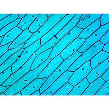 Plant cells are eukaryotic cells with a true nucleus along with specialized structures called organelles that carry out certain specific functions. some of these differences can be clearly understood when the cells are examined under an electron microscope. Prepared Microscope Slide Cellular Organelles Nucleus Plant Cell