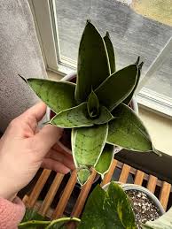 Image result for Sansevieria pearsonii