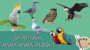 Kalau di tempat anda, burung hantu ini sering dipanggil apa? Belajar Mengenal Nama Nama Burung Dan Suaranya Kanzonet Youtube