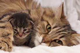 When Do Kittens Stop Nursing Petset Com