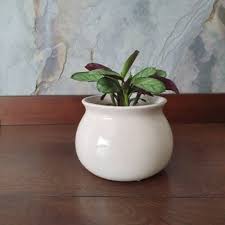 Image result for Ktenante Ctenanthe