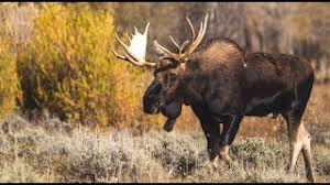 Ungulate Research & Management in Central BC: The Importance of Habitat  with Dr. Jeff Werner