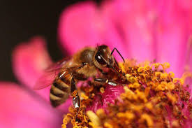 Check spelling or type a new query. Top 10 Tips For Planting For Honeybees Mother Earth News
