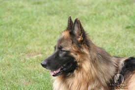 Long stock coat and long coat. Long Haired German Shepherd Long Hair Problems Nope